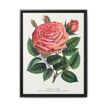 Pink rose, Glorie de Dijon lithograph. Digitally enhanced from our own original 1900 edition plates of Botanical Specimen published by Rochester Lithographing - NOMADEN ART GALLERY