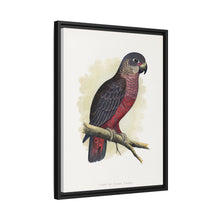 Dusky or Violet Parrot (Pionus fuscus) colored wood-engraved plate by Alexander Francis Lydon.