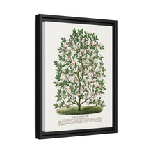 Hardy Magnolia tree lithograph. Digitally enhanced from our own original 1900 edition plates of Botanical Specimen published by Rochester Lithographing