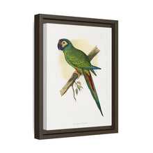 llliger's Macaw (Primolius maracana) colored wood-engraved plate by Alexander Francis Lydon