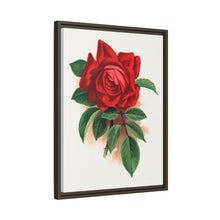 Red rose, Alfred Colomb lithograph. Digitally enhanced from our own original 1900 edition plates of Botanical Specimen published by Rochester Lithographing