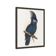 Great Black Cockatoo (Probosciger aterrimus) colored wood-engraved plate by Alexander Francis Lydon