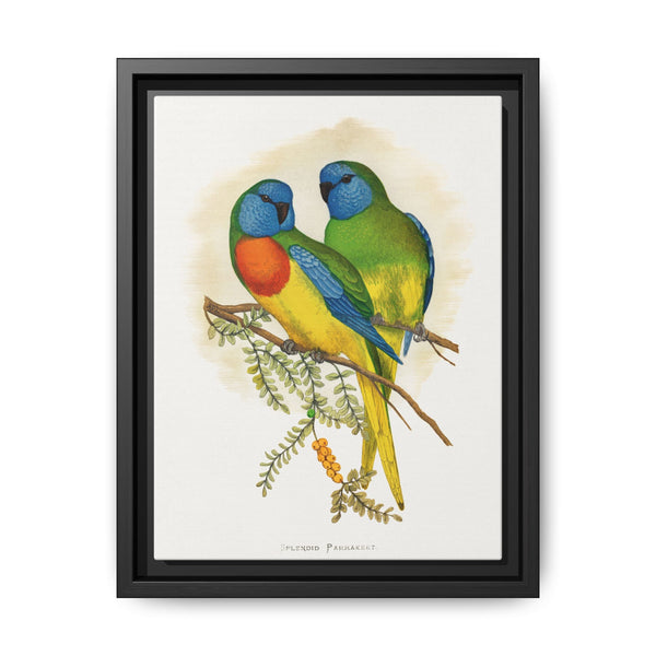 Splendid Parrakeet (Neophema splendida) colored wood-engraved plate by Alexander Francis Lydon - NOMADEN ART GALLERY