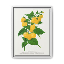 Golden queen raspberry lithograph. Digitally enhanced from our own original 1900 edition plates of Botanical Specimen published by Rochester Lithographing - NOMADEN ART GALLERY