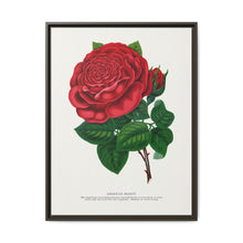 Red rose, American Beauty lithograph. Digitally enhanced from our own original 1900 edition plates of Botanical Specimen published by Rochester Lithographing - NOMADEN ART GALLERY