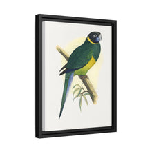 Bauer's Parrakeet (Barnardius zonarius) colored wood-engraved plate by Alexander Francis Lydon.