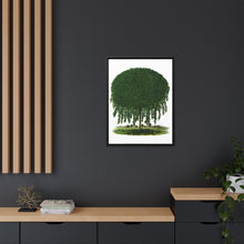 Kilmarnock Weeping Willow tree lithograph. Digitally enhanced from our own original 1900 edition plates of Botanical Specimen published by Rochester Lithographing
