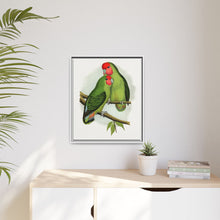 Rosy-Faced Love-Bird (Agapornis roseicollis) colored wood-engraved plate by Alexander Francis Lydon.