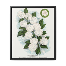 Japanese snowball flower lithograph. Digitally enhanced from our own original 1900 edition plates of Botanical Specimen published by Rochester Lithographing - NOMADEN ART GALLERY