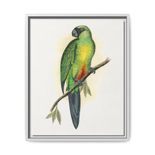 Masked Parrakeet (Prosopeia personata) colored wood-engraved plate by Alexander Francis Lydon