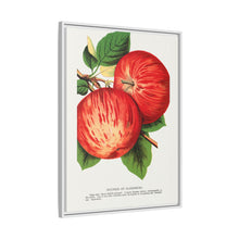 Duchess of Oldenburg apples lithograph from Botanical Specimen published by Rochester Lithographing