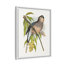 Bourke's Parrakeet (Neopsephotus bourkii) colored wood-engraved plate by Alexander Francis Lydon.