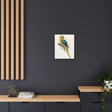 Blue and Yellow Macaw (Ara ararauna) colored wood-engraved plate by Alexander Francis Lydon