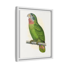 Jamaica Parrot (Amazona collaria) colored wood-engraved plate by Alexander Francis Lydon