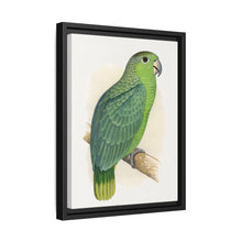 Mealy Amazon (Amazona farinosa) colored wood-engraved plate by Alexander Francis Lydon