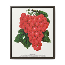 Vergennes grape lithograph. Digitally enhanced from our own original 1900 edition plates of Botanical Specimen published by Rochester Lithographing - NOMADEN ART GALLERY