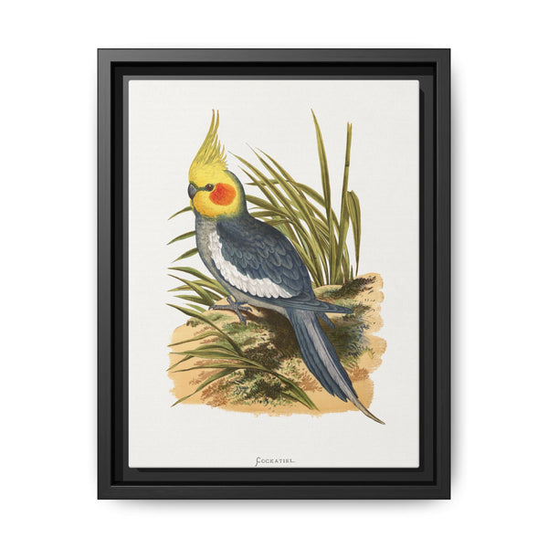 Cockatiel (Nymphicus hollandicus) colored wood-engraved plate by Alexander Francis Lydon - NOMADEN ART GALLERY