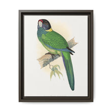 Yellow-Naped Parrakeet (Platycercus Baueri) colored wood-engraved plate by Alexander Francis Lydon. - NOMADEN ART GALLERY