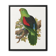 Red-winged parakeet (Aprosmictus erythropterus) colored wood-engraved plate by Alexander Francis Lydon - NOMADEN ART GALLERY