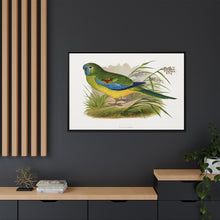Turquoisine (Neophema pulchella) colored wood-engraved plate by Alexander Francis Lydon
