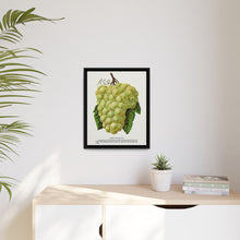 Green Mountain grape lithograph. Digitally enhanced from our own original 1900 edition plates of Botanical Specimen published by Rochester Lithographing