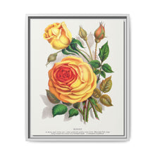 lithograph from Botanical Specimen published by Rochester Lithographing - NOMADEN ART GALLERY