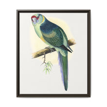 Barnard's Parrakeet (Barnardius barnardi) colored wood-engraved plate by Alexander Francis Lydon - NOMADEN ART GALLERY
