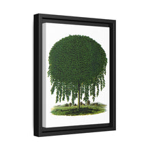 Kilmarnock Weeping Willow tree lithograph. Digitally enhanced from our own original 1900 edition plates of Botanical Specimen published by Rochester Lithographing - NOMADEN ART GALLERY