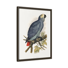 Grey Parrot (Psittacus erithacus) colored wood-engraved plate by Alexander Francis Lydon.