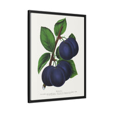 Niagara plum lithograph. Digitally enhanced from our own original 1900 edition plates of Botanical Specimen published by Rochester Lithographing