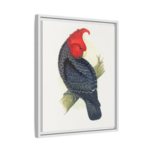 Gang-Gang Cockatoo (Callocephalon fimbriatum) colored wood-engraved plate by Alexander Francis Lydon