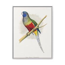 Blue Bonnet Parrakeet (Northiella haematogaster) colored wood-engraved plate by Alexander Francis Lydon. - NOMADEN ART GALLERY