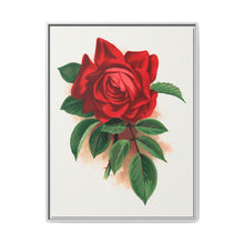 Red rose, Alfred Colomb lithograph. Digitally enhanced from our own original 1900 edition plates of Botanical Specimen published by Rochester Lithographing - NOMADEN ART GALLERY