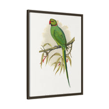 Ring-Necked or Bengal Parakeet (Psittacula columboides) colored wood-engraved plate by Alexander Francis Lydon