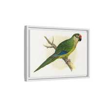 Golden-Crowned Conure (Aratinga auricapillus) colored wood-engraved plate by Alexander Francis Lydon