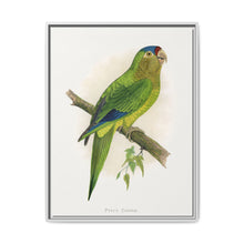 Petz's Conure (Aratinga canicularis) colored wood-engraved plate by Alexander Francis Lydon - NOMADEN ART GALLERY