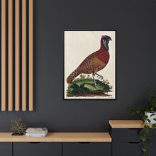 A horned Indian pheasant standing on the grass by J. Pass after J. E. Ihle.
