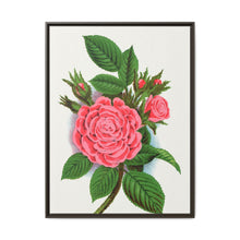 Pink rose, Salet Moss lithograph. Digitally enhanced from our own original 1900 edition plates of Botanical Specimen published by Rochester Lithographing - NOMADEN ART GALLERY
