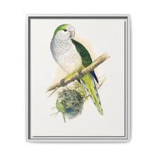 Quaker or Grey-breasted Parrakeet (Myiopsitta monachus) colored wood-engraved plate by Alexander Francis Lydon - NOMADEN ART GALLERY