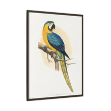 Blue and Yellow Macaw (Ara ararauna) colored wood-engraved plate by Alexander Francis Lydon