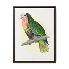 Red-Throated White-Fronted Amazon (Amazona leucocephala) colored wood-engraved plate by Alexander Francis Lydon. - NOMADEN ART GALLERY