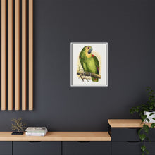 Blue-Fronted Amazon (Amazona aestiva) colored wood-engraved plate by Alexander Francis Lydon