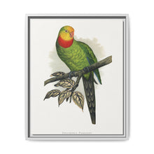 Barraband's Parakeet (Polytelis swainsonii) colored wood-engraved plate by Alexander Francis Lydon - NOMADEN ART GALLERY