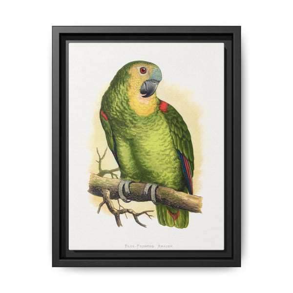 Blue-Fronted Amazon (Amazona aestiva) colored wood-engraved plate by Alexander Francis Lydon - NOMADEN ART GALLERY