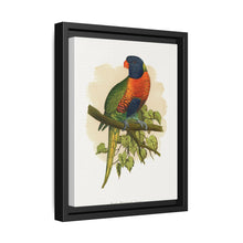 Blue Mountain Lory (Trichoglossus moluccanus) colored wood-engraved plate by Alexander Francis Lydon. - NOMADEN ART GALLERY