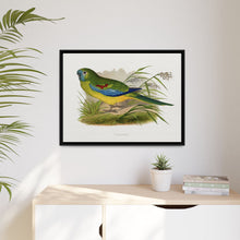 Turquoisine (Neophema pulchella) colored wood-engraved plate by Alexander Francis Lydon