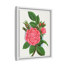Pink rose, Salet Moss lithograph. Digitally enhanced from our own original 1900 edition plates of Botanical Specimen published by Rochester Lithographing