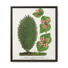 Tartarian, Upright Honeysuckle bush lithograph. Digitally enhanced from our own original 1900 edition plates of Botanical Specimen published by Rochester Lithographing - NOMADEN ART GALLERY