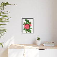 Pink rose, Salet Moss lithograph. Digitally enhanced from our own original 1900 edition plates of Botanical Specimen published by Rochester Lithographing