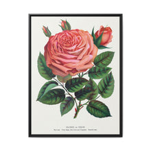 Pink rose, Glorie de Dijon lithograph. Digitally enhanced from our own original 1900 edition plates of Botanical Specimen published by Rochester Lithographing - NOMADEN ART GALLERY